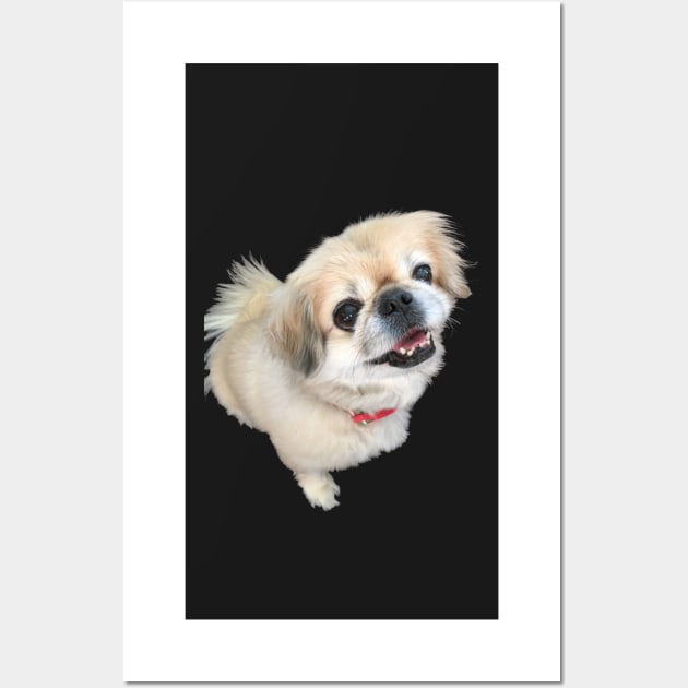 Lucy fur Real - adorable pekingese dog Wall Art by tziggles